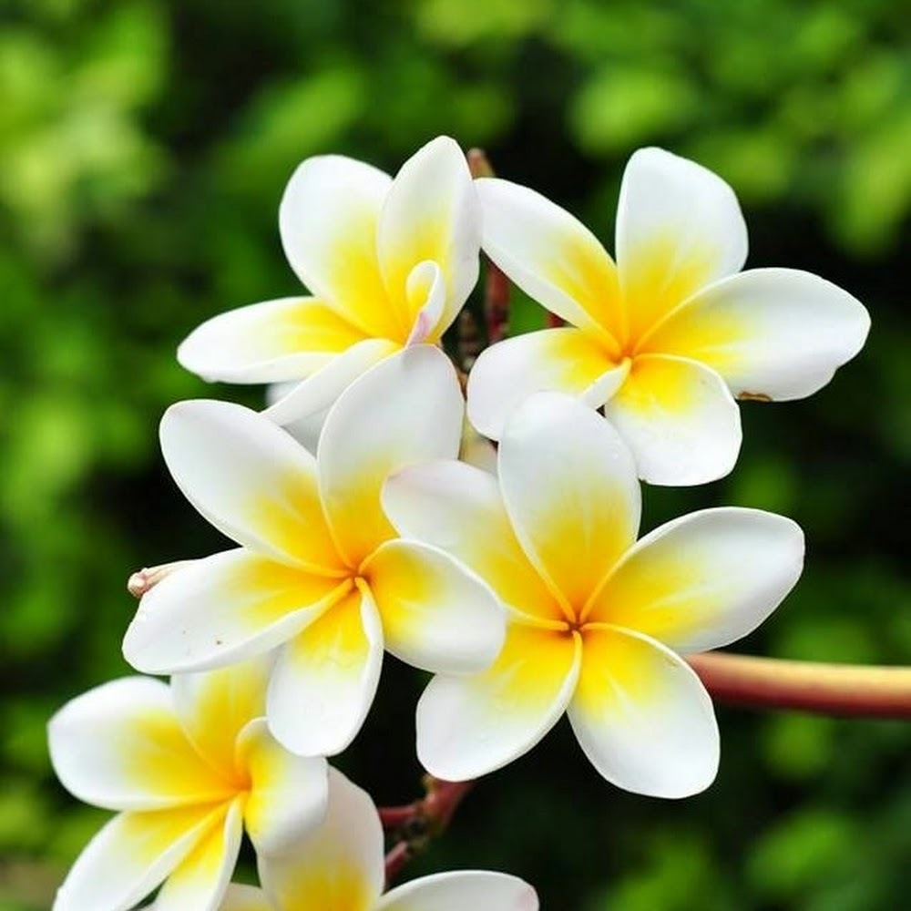 Meet your Posher, Kustomized